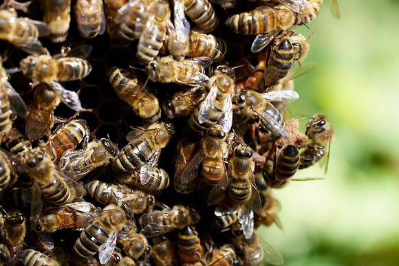 Bolinas Bees 0077