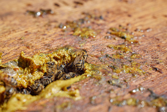 Bolinas Bees 0256