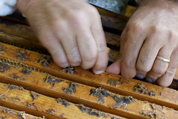 Bolinas Bees 0342