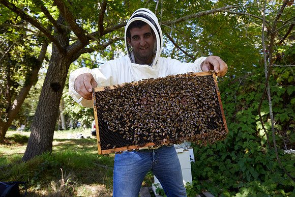 Bolinas Bees 0059