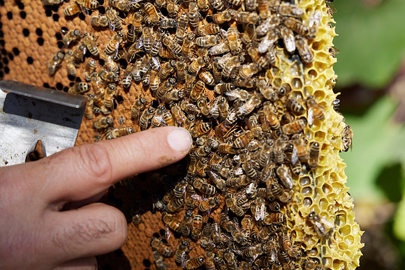 Bolinas Bees 0302