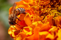 Bolinas Bees 0136