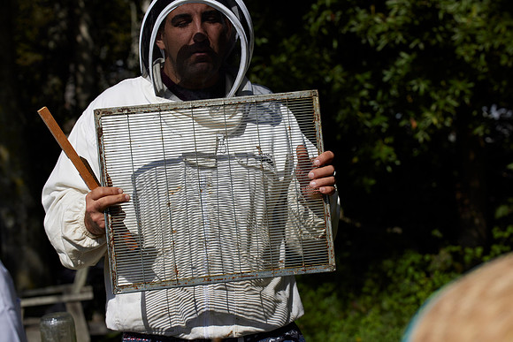 Bolinas Bees 0334