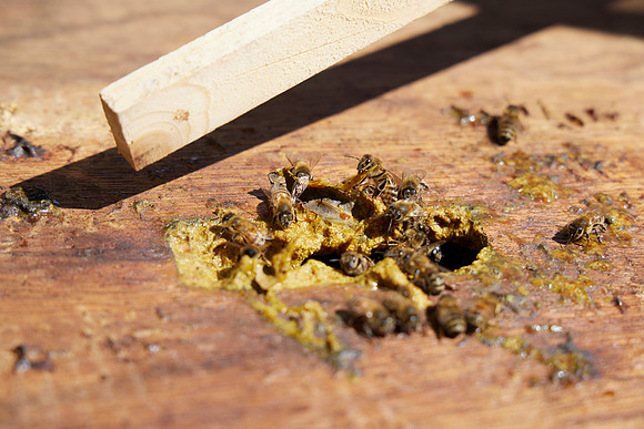 Bolinas Bees 0241