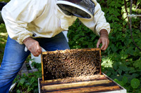 Bolinas Bees 0055