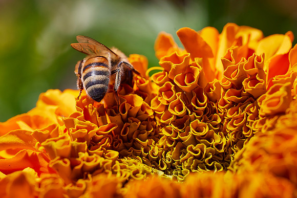 Bolinas Bees 0124