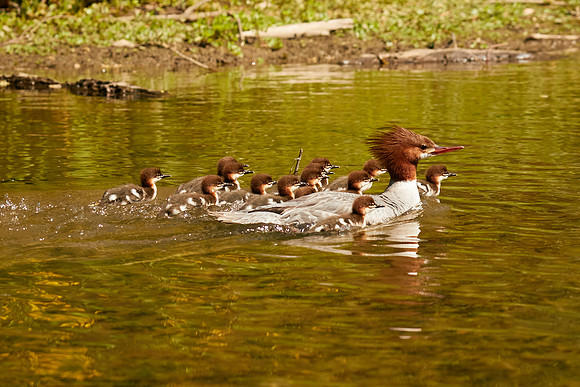 Birds April 2020  541