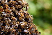 Bolinas Bees 0075
