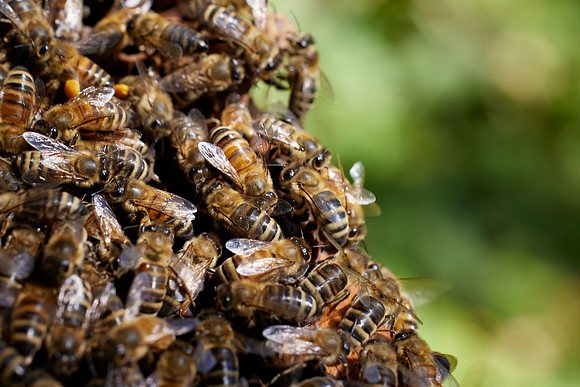 Bolinas Bees 0075