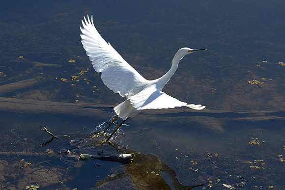 LKR Birding 438