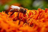 Bolinas Bees 0160