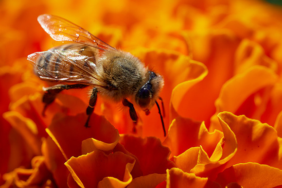 Bolinas Bees 0213
