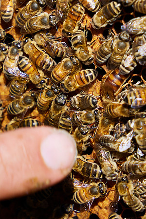 Bolinas Bees 0303