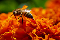 Bolinas Bees 0140