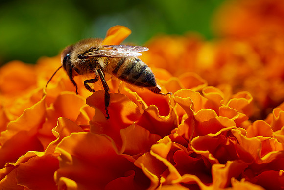Bolinas Bees 0140