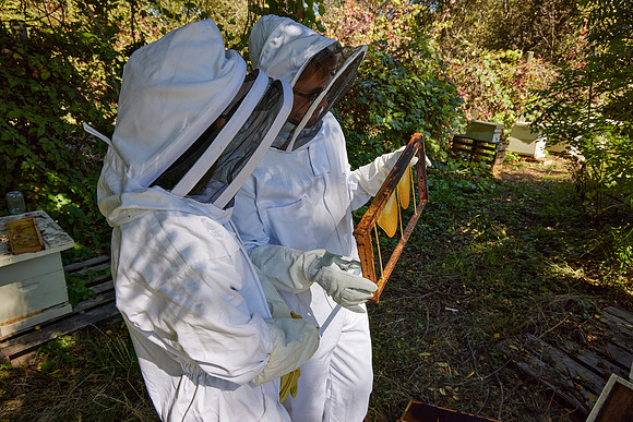 Bolinas Bees 0273