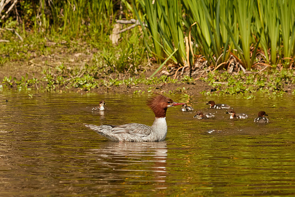 Birds April 2020  505