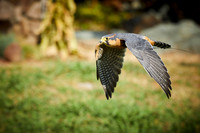 Falconry 656
