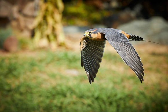 Falconry 656