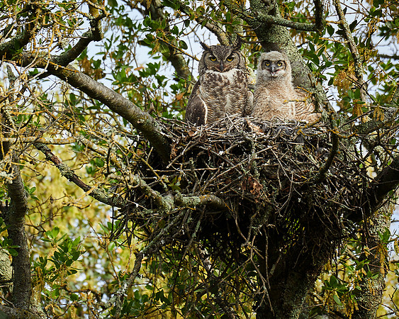 Great Horned Owls nest 016 8x10 crop