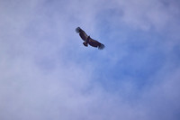 Pinnacles National Park Condors 0142