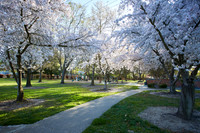 Cherry Trees Scouting Trip 032