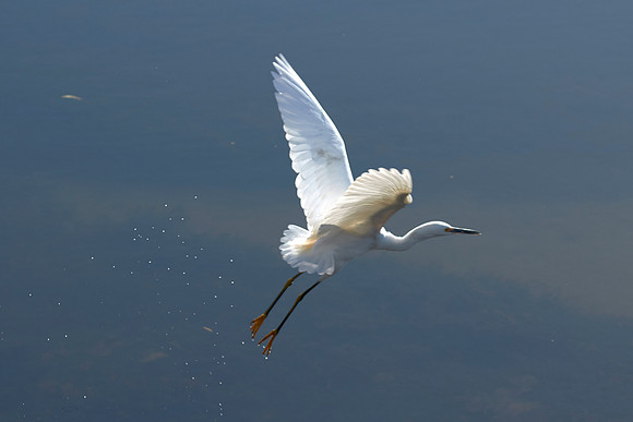 LKR Birding 445