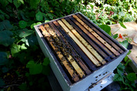 Bolinas Bees 0049