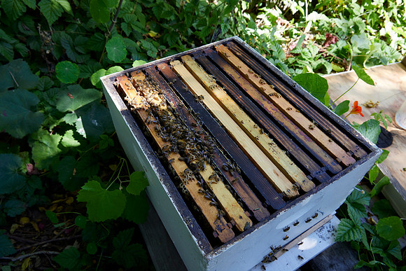 Bolinas Bees 0049