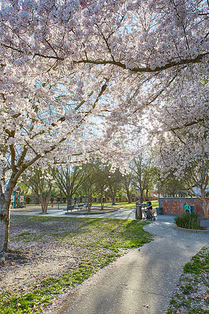 Cherry Trees Scouting Trip 009
