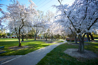 Cherry Trees Scouting Trip 033