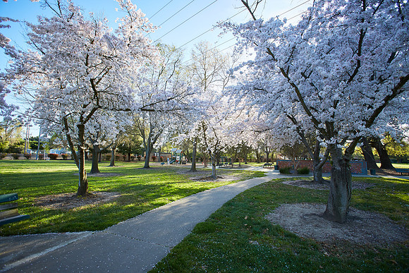 Cherry Trees Scouting Trip 033