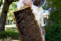 Bolinas Bees 0062