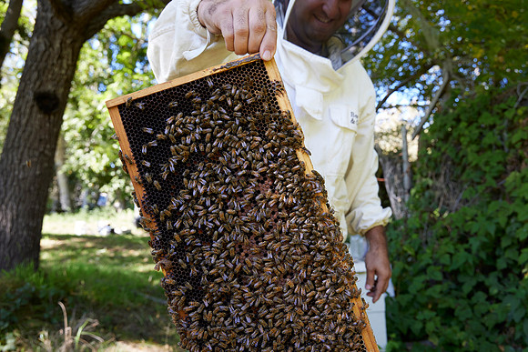 Bolinas Bees 0062