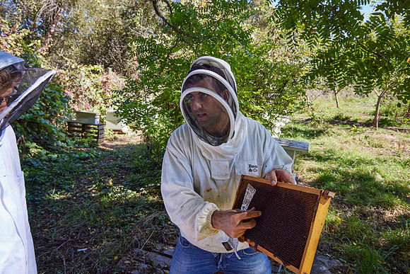 Bolinas Bees 0271