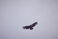 Pinnacles National Park Condors 0152