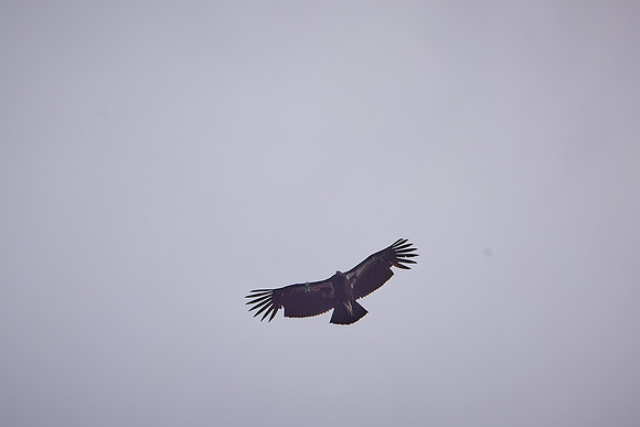 Pinnacles National Park Condors 0152