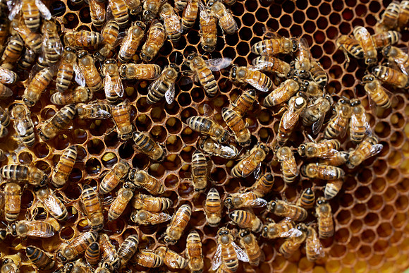 Bolinas Bees 0353