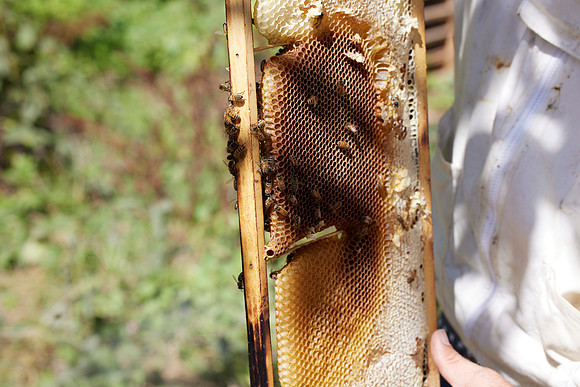 Bolinas Bees 0370