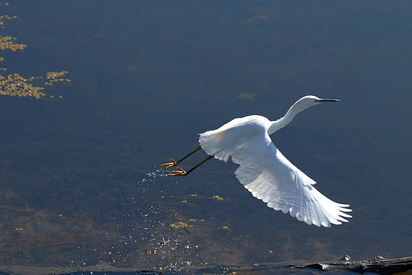 LKR Birding 441