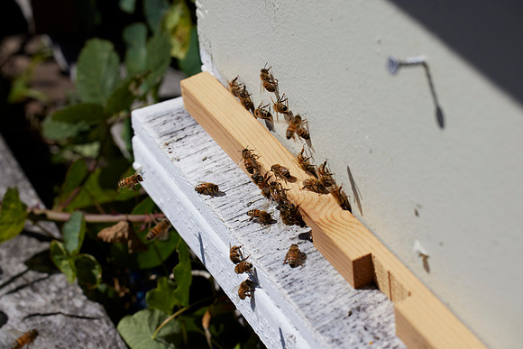 Bolinas Bees 0082