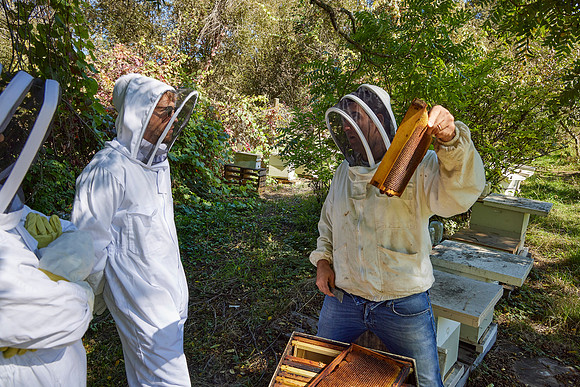 Bolinas Bees 0272