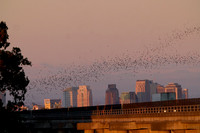 Mexican Freetailed Bats 0075