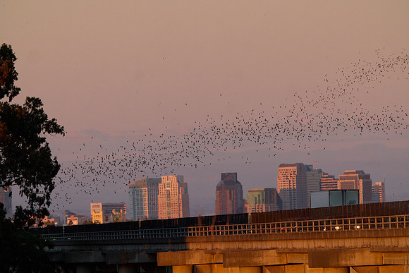 Mexican Freetailed Bats 0075