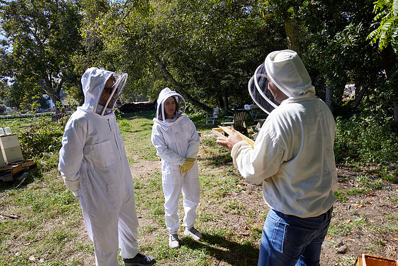 Bolinas Bees 0223