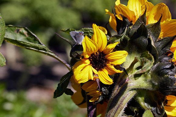 Bolinas Bees 0094