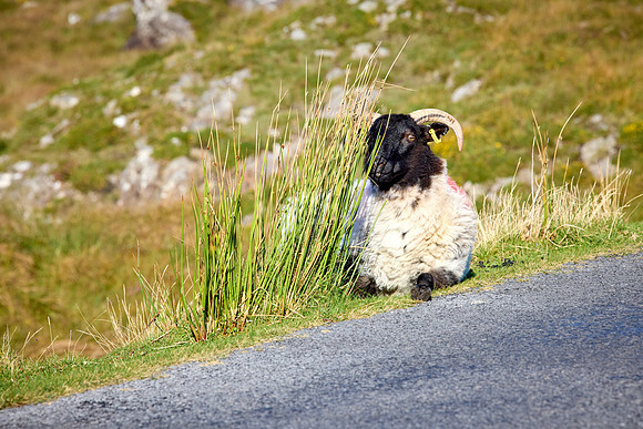 Clifden to Aran Island 500