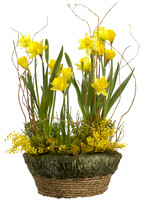 Spring_Daffy_019