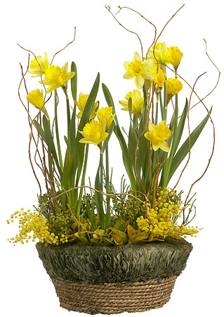 Spring_Daffy_019