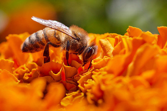 Bolinas Bees 0161